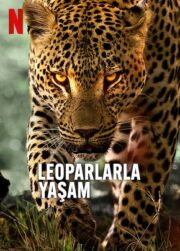 Leoparlarla Yaşam izle